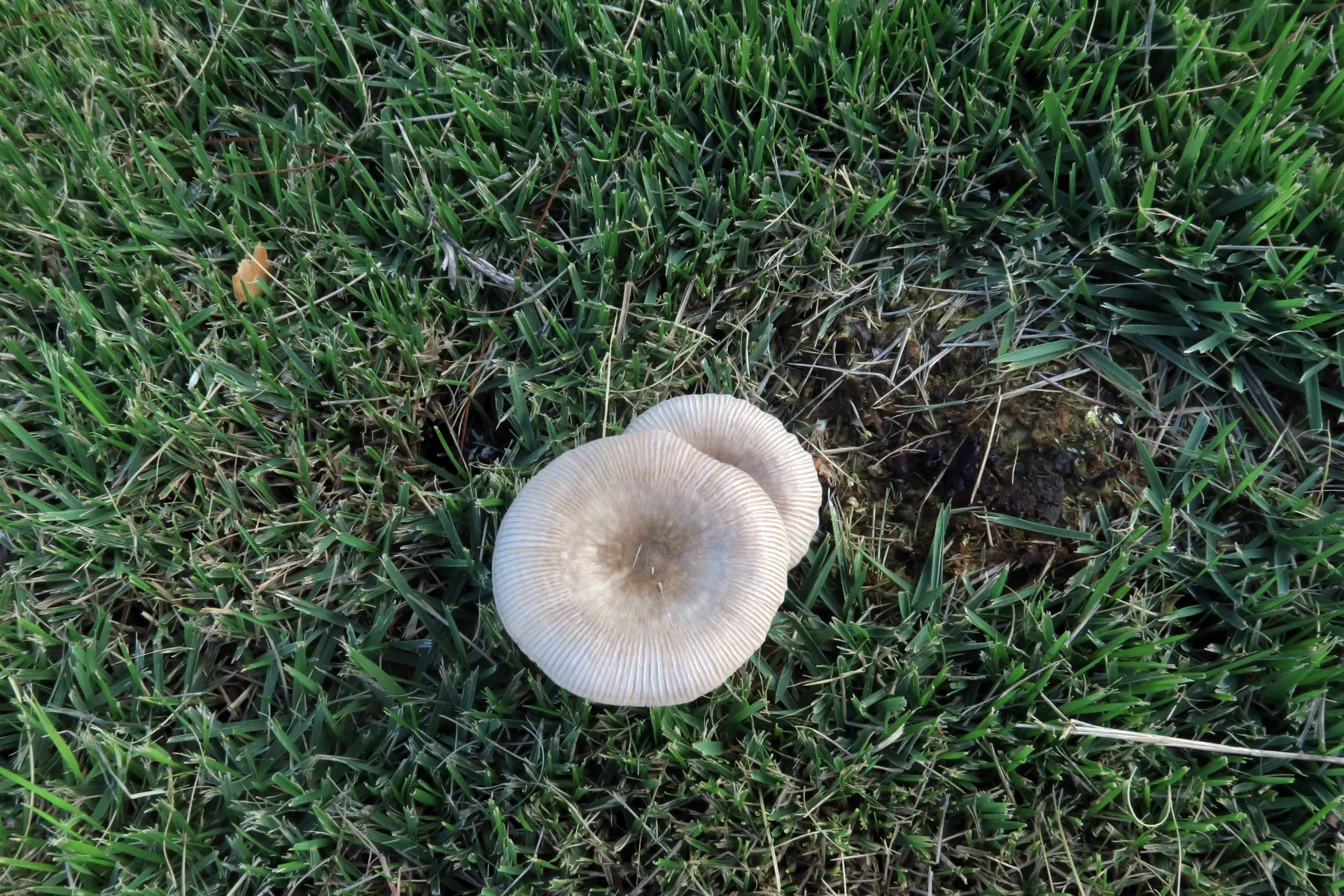 Pluteus longistriatus - 1 - IMG_0388